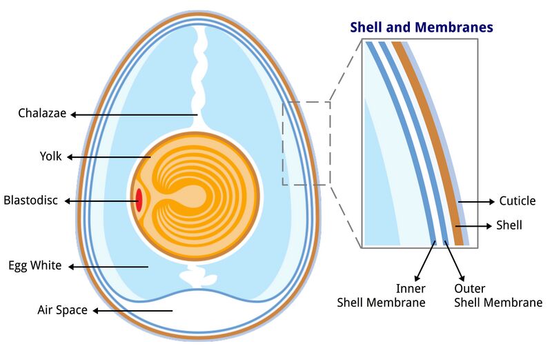 File:Anatomy of an egg labeled.jpg
