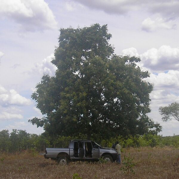 File:Cumaru.JPG