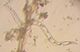 Thumbnail for version as of 03:24, 5 June 2026