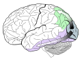 Diagram of the ventral and dorsal streams in visual processing