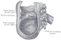 Ileocecal valve