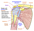 Shoulder joint