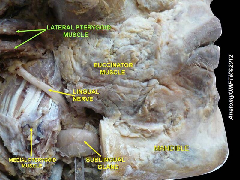 File:Slide1vv.JPG