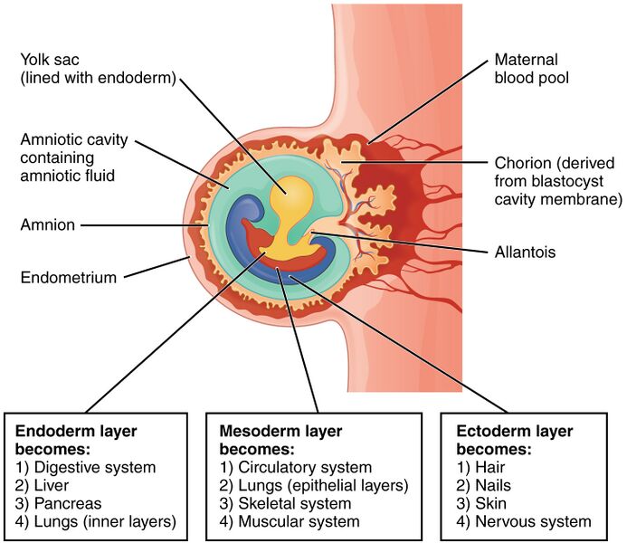 File:2909 Embryo Week 3-02.jpg