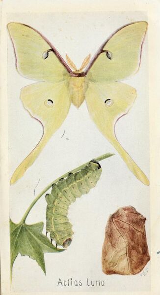 File:Actias Luna Fieldbookofinsec00lutz 0195.jpg