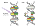 Diagram of DNA mutation caused by UV radiation.