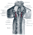 Vestibulocochlear nerve in the brain