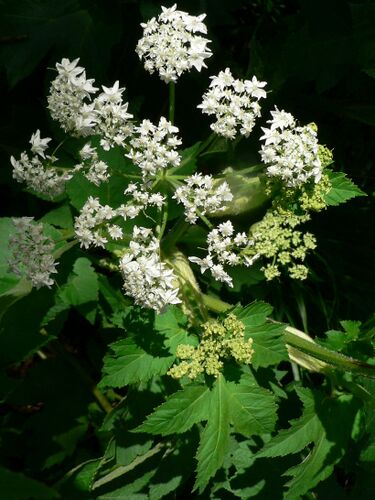 File:Heracleum lanatum 07269.JPG