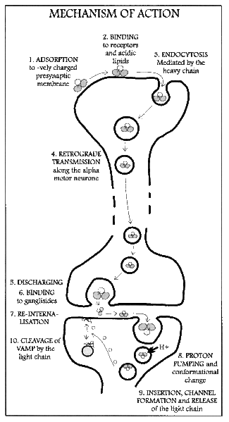 File:Mechanism of action of tetanospasmin.gif
