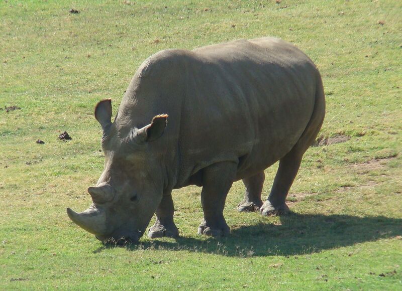 File:Northern White Rhinoceros Angalifu.jpg