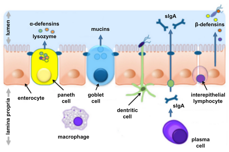 File:Bischoff fig 2 adapted 01.png