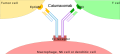 Catumaxomab mechanism