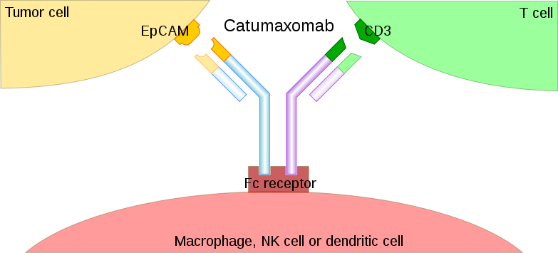 File:Catumaxomab mechanism.svg