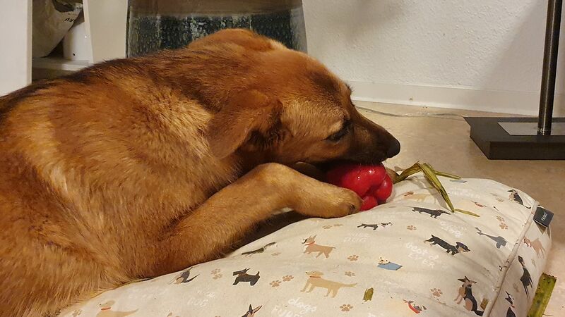 File:Dog eating bell pepper.jpg