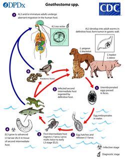 Gnathostoma Life Cycle
