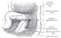 Anatomy of the duodenojejunal flexure