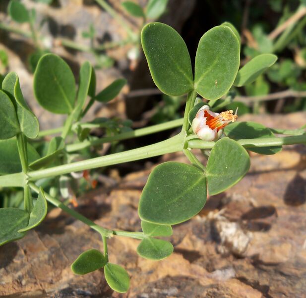 File:Morsana-flor-3.JPG