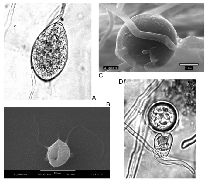 File:Phytophtora reproduction.png