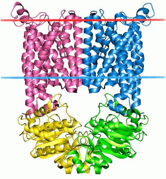 File:1l7v opm.png