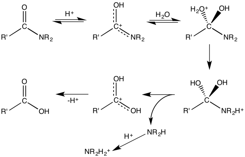 File:Acid-CatAmideHydrolMarch.png