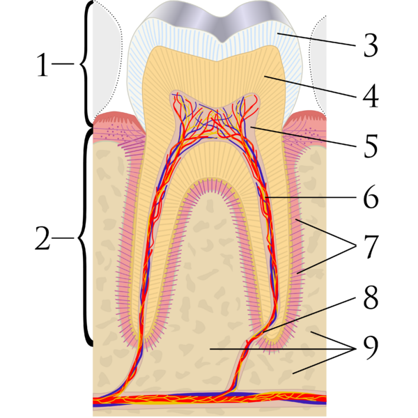 File:Cross sections of teeth labels.png