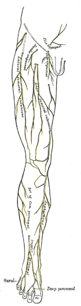 File:Gray825.png