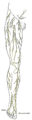 Thumbnail for version as of 17:27, 18 May 2026