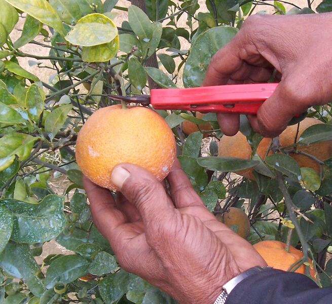 File:Harvesting Kinnow.JPG