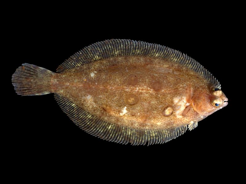 File:Microstomus kitt 1.jpg