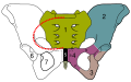 Skeletal pelvis-pubis