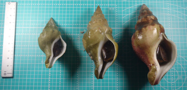File:Three Kelletia lischkei.png