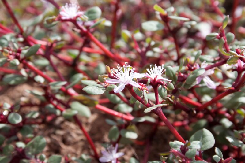 File:Trianthema portulacastrum1.jpg